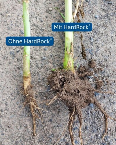 Produkte-HardRock-Foto-Bearbeitet-Raps-2023-Wurzelwachstum-(1)